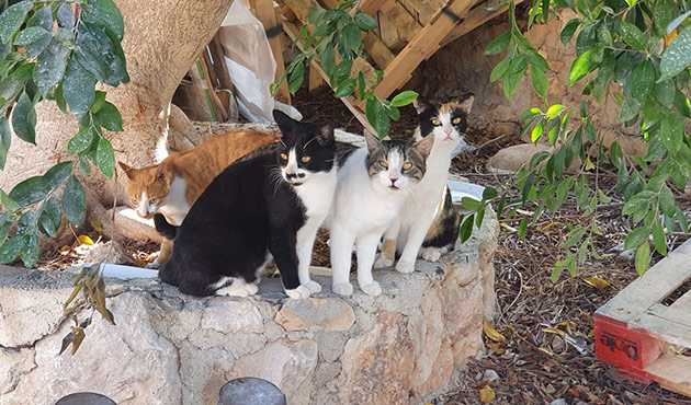 Katzen in Chalki